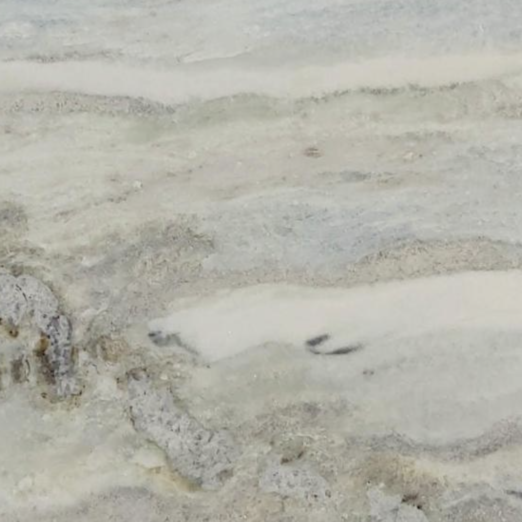 Two seals on a sandy beach with a blurred background